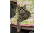 Earth Domestic Shorthair Young Male