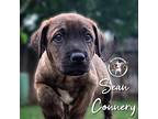 Sean Connery Labrador Retriever Puppy Male