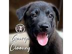 George Clooney Mixed Breed (Medium) Puppy Male