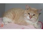 Peter Domestic Shorthair Adult Male
