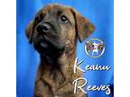 Keanu Reeves Mixed Breed (Medium) Puppy Male