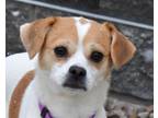 COOKIE Jack Russell Terrier Young Female