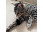 Tabitha Domestic Shorthair Young Female