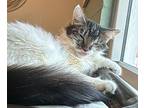 Taxi Domestic Longhair Young Female