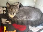 Frankie Domestic Shorthair Young Female