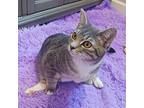 Cosmo Domestic Shorthair Kitten Female
