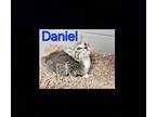 Daniel Domestic Shorthair Kitten Male