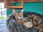 Laurie Domestic Shorthair Young Female