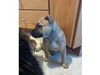 (au) Mona Mixed Breed (Medium) Puppy Female