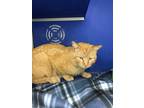 Cheese Puff Domestic Shorthair Adult Male