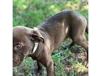 Seth Terrier (Unknown Type, Medium) Puppy Male