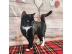 Peter Domestic Shorthair Young Male