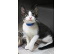 Skunk Domestic Shorthair Young Male
