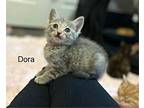Dora Domestic Shorthair Young Female