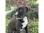 Uriela American Pit Bull Terrier Puppy Female