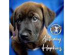 Anthony Hopkins Mixed Breed (Medium) Puppy Male