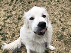 Oliver Great Pyrenees Adult Male