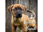 Lauren Bacall Mixed Breed (Medium) Puppy Female
