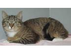 York Domestic Shorthair Young Male