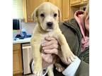 Michael Labrador Retriever Puppy Male