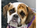 MILLIE English Bulldog Young Female