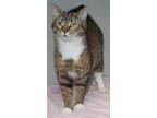 Milkyway Domestic Shorthair Young Male