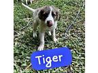 Tiger Border Collie Puppy Male