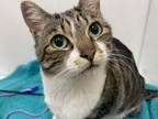 Frankie Domestic Shorthair Senior Female