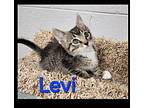Levi Domestic Shorthair Kitten Male