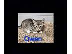 Owen Domestic Shorthair Kitten Male