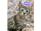 Jewel Domestic Shorthair Kitten Female