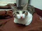 Remy Domestic Shorthair Young Male