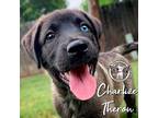 Charlize Theron Mixed Breed (Medium) Puppy Female