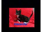 Alexander Domestic Shorthair Kitten Male