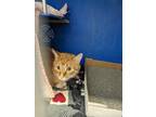 Chicken Wing Domestic Shorthair Adult Male