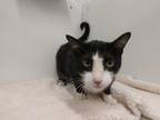 Bruce Domestic Shorthair Young Male