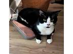 Chapter Book Chester Domestic Shorthair Adult Male