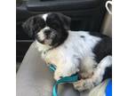 Shih Tzu Puppy for sale in Macclenny, FL, USA