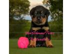 Rottweiler Puppy for sale in Sour Lake, TX, USA