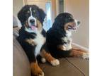 Bernese Mountain Dog Puppy for sale in Calhan, CO, USA