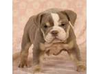 Bulldog Puppy for sale in Marshfield, MO, USA