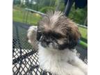 Shih Tzu Puppy for sale in Simpsonville, SC, USA