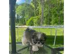 Shih Tzu Puppy for sale in Woodruff, SC, USA