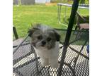 Shih Tzu Puppy for sale in Woodruff, SC, USA