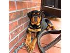 Rottweiler Puppy for sale in Marion, SC, USA