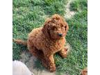 Mutt Puppy for sale in Newark, OH, USA