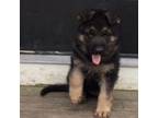 German Shepherd Dog Puppy for sale in Townsend, MA, USA