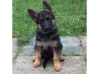 German Shepherd Dog Puppy for sale in Townsend, MA, USA