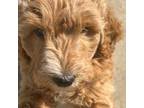 Goldendoodle Puppy for sale in Costa Mesa, CA, USA