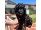 Goldendoodle Puppy for sale in Costa Mesa, CA, USA